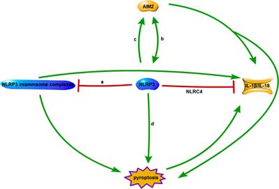 Pyroptosis: a new insight into intestinal inflammation and cancer